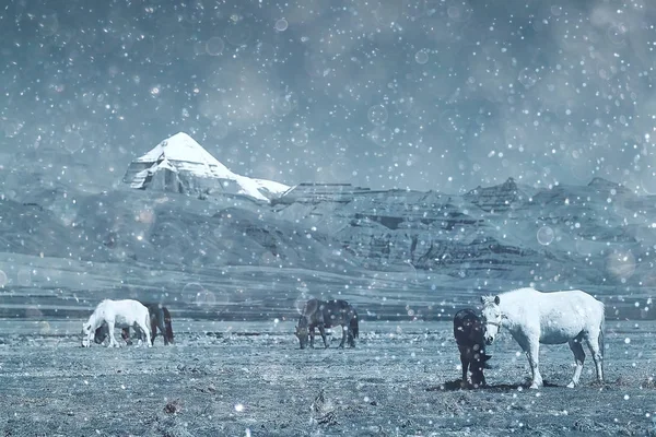 Beautiful horses in Tibet — Stock Photo, Image