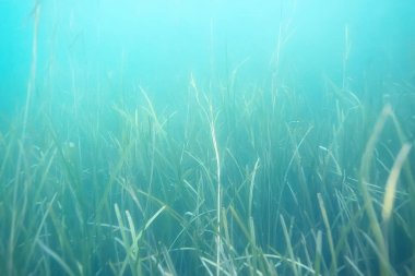 deniz altındaki güzel yosun 