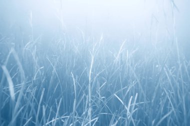 deniz altındaki güzel yosun 