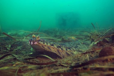 Güzel deniz balığı. 