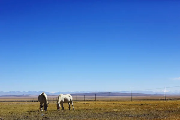 Beautiful horses in Tibet — Stock Photo, Image