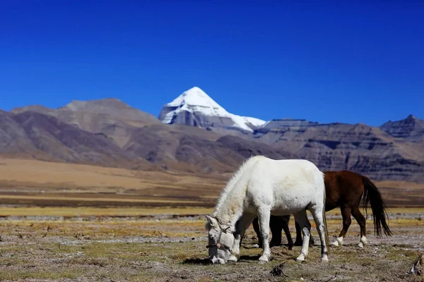 Прекрасні коні в Тибеті — стокове фото
