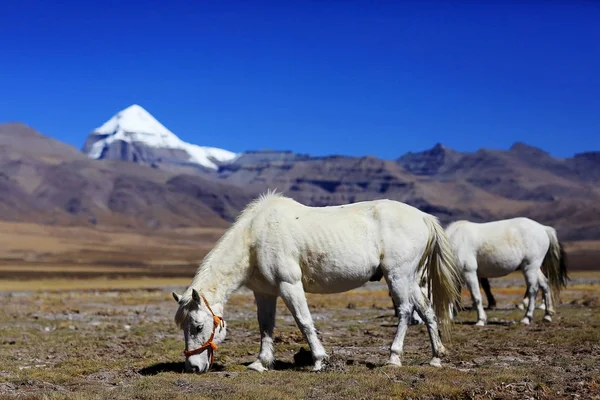 Belos cavalos no Tibete — Fotografia de Stock