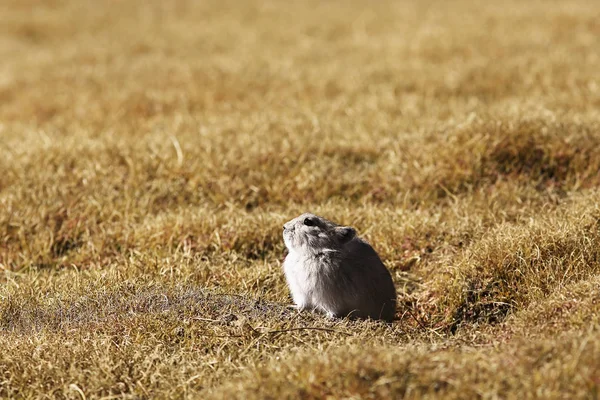 地面上的小松鼠 自然栖息地的野生可爱啮齿动物 — 图库照片