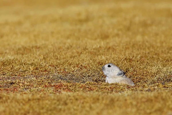 Herbe d'automne et lapin sauvage — Photo