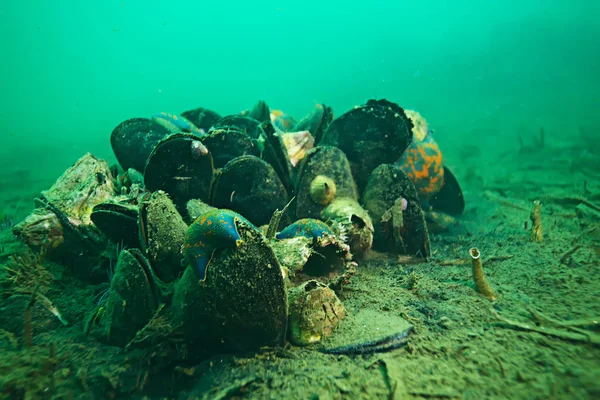 海底的壳贻贝 — 图库照片