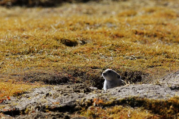 Herbe d'automne et lapin sauvage — Photo