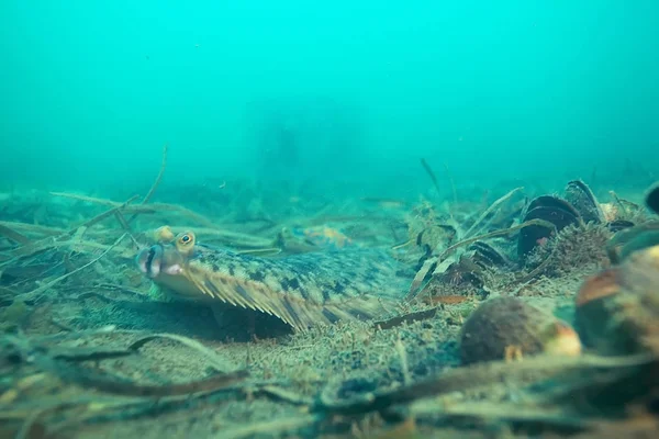 Güzel deniz balığı. 