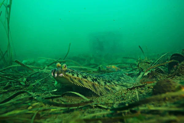 Güzel deniz balığı. 