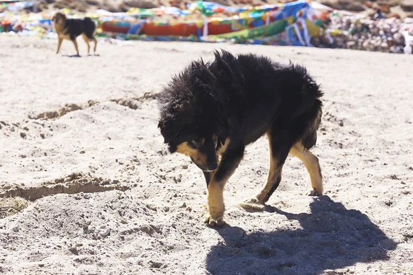 fluffy homeless dog on sandy beach