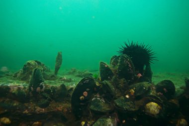 deniz altındaki kabuk midye