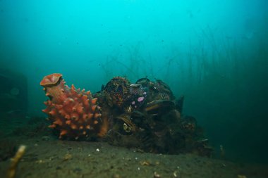 güzel deniz Bottom, okyanus doğa şaşırtıcı sualtı fotoğraf    