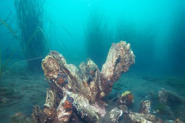güzel deniz Bottom, okyanus doğa şaşırtıcı sualtı fotoğraf    