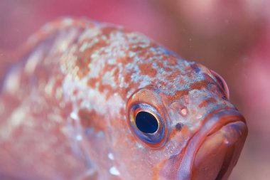 Güzel deniz balığı. 