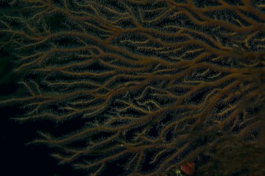 beautiful sea anemones   clipart
