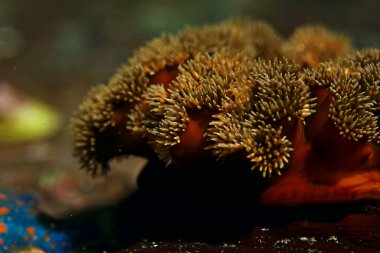 Güzel deniz balığı. 