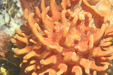 ascidia purple coral reef clipart