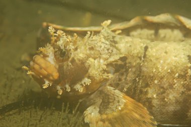 Güzel deniz balığı. 