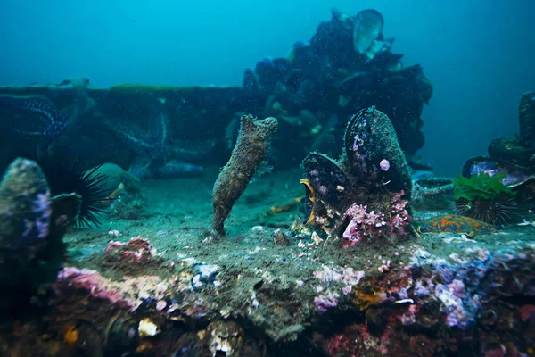 海底的壳贻贝 — 图库照片
