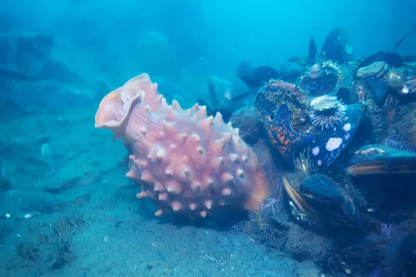 deniz altındaki kabuk midye