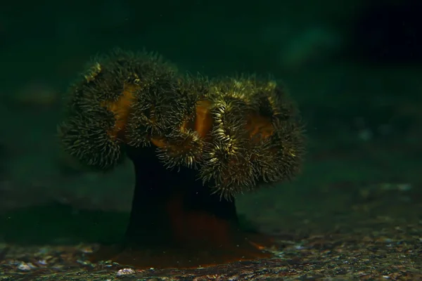 Schöne Seeanemonen — Stockfoto