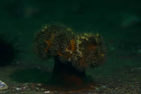 Schöne Seeanemonen — Stockfoto