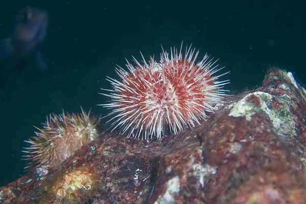 Underwater Photo Sea Bottom Fauna — Stock Photo, Image