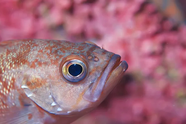 Hermoso pez de mar —  Fotos de Stock