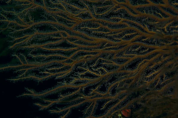 Hermosas anémonas de mar — Foto de Stock
