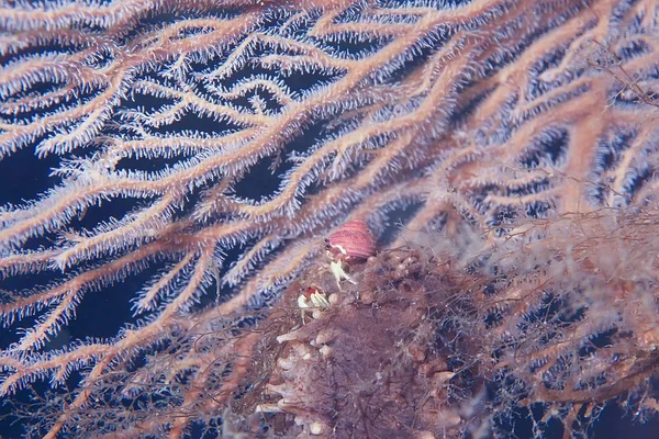 Spongilla Éponge Eau Douce Faune Sous Marine Incroyable — Photo