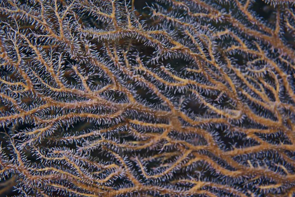 Güzel deniz anemon — Stok fotoğraf
