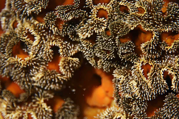 Beautiful sea anemones — Stock Photo, Image