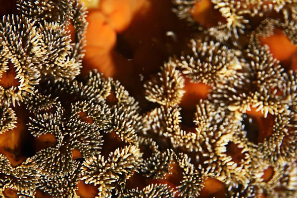 Beautiful sea anemones — Stock Photo, Image