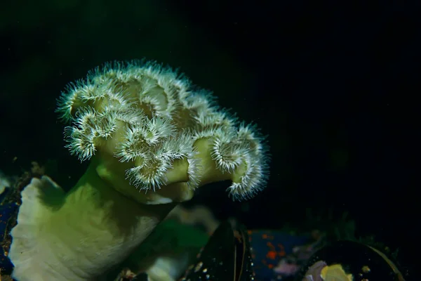 Bellissimi anemoni di mare — Foto Stock