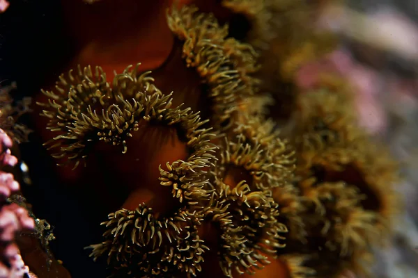 Belas anêmonas do mar — Fotografia de Stock