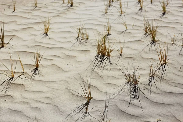 Піщані дюни і дрібні рослини — стокове фото