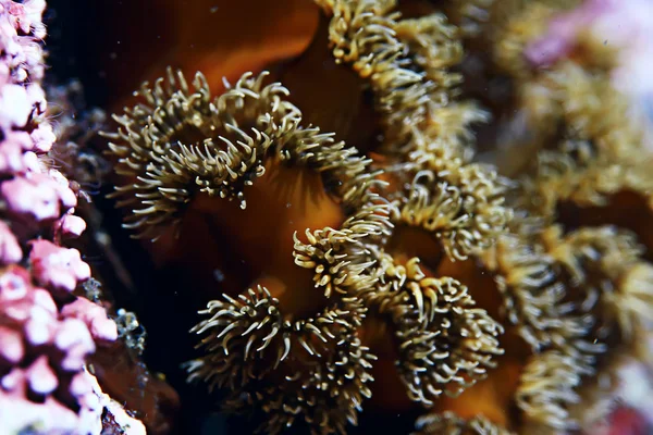 Belas anêmonas do mar — Fotografia de Stock