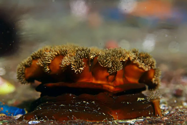 Schöne Seeanemonen — Stockfoto