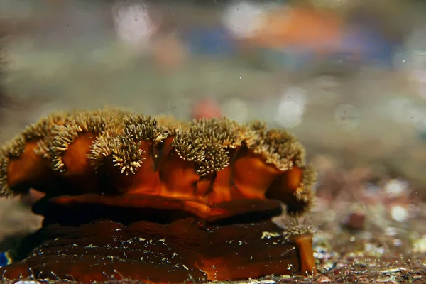 Красиві морські анемони — стокове фото