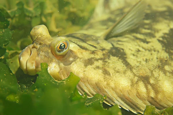 Güzel deniz balığı. 