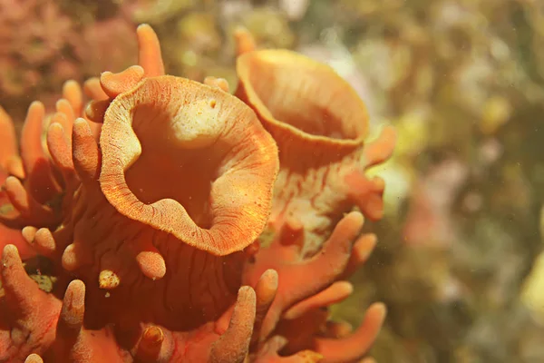 Ascídia recife de coral roxo — Fotografia de Stock