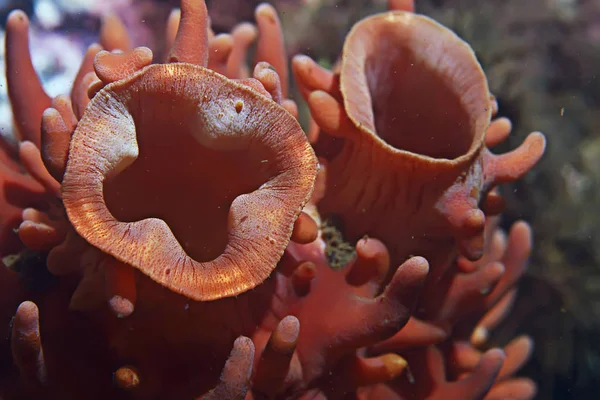 Arrecife de coral púrpura ascidia —  Fotos de Stock
