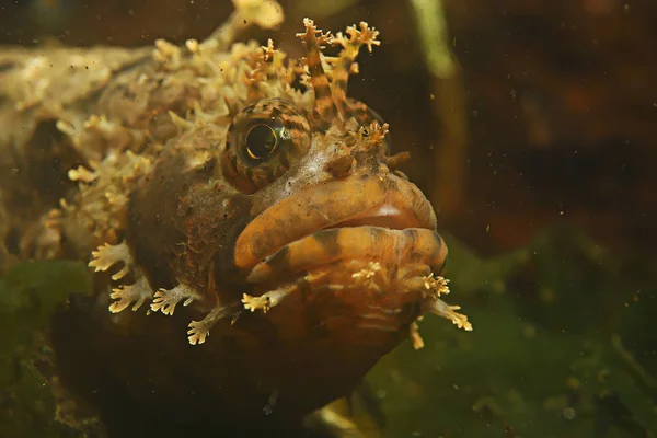 Beautiful sea fish — Stock Photo, Image