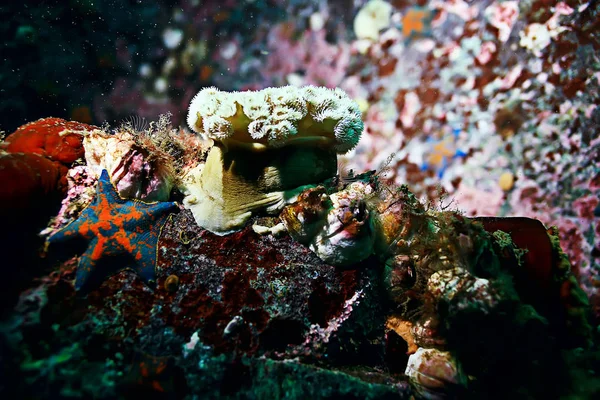 mavi deniz suyu, deniz yıldızı