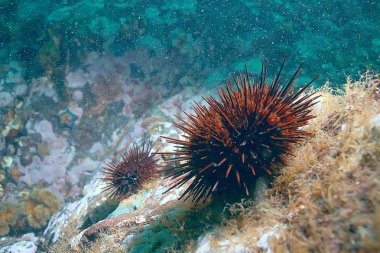 Deniz kestanesi altta okyanus fauna şaşırtıcı sualtı fotoğraf 