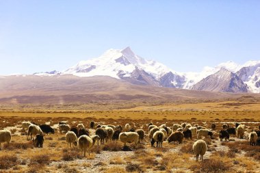 Tibet'te kutsal Mount Kailash   
