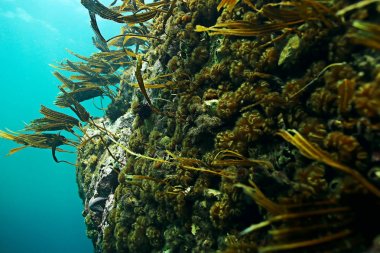 deniz altındaki güzel yosun 