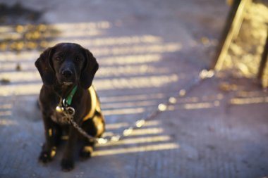 sevimli küçük köpek tasma Sokağı'nda oturan ve kameraya bakıyor