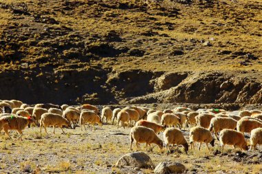 güzel dağlık manzara, koyun sürüsü otlatma sığır