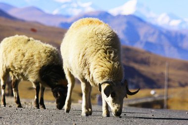 dağlık manzara koyun sürüsü 